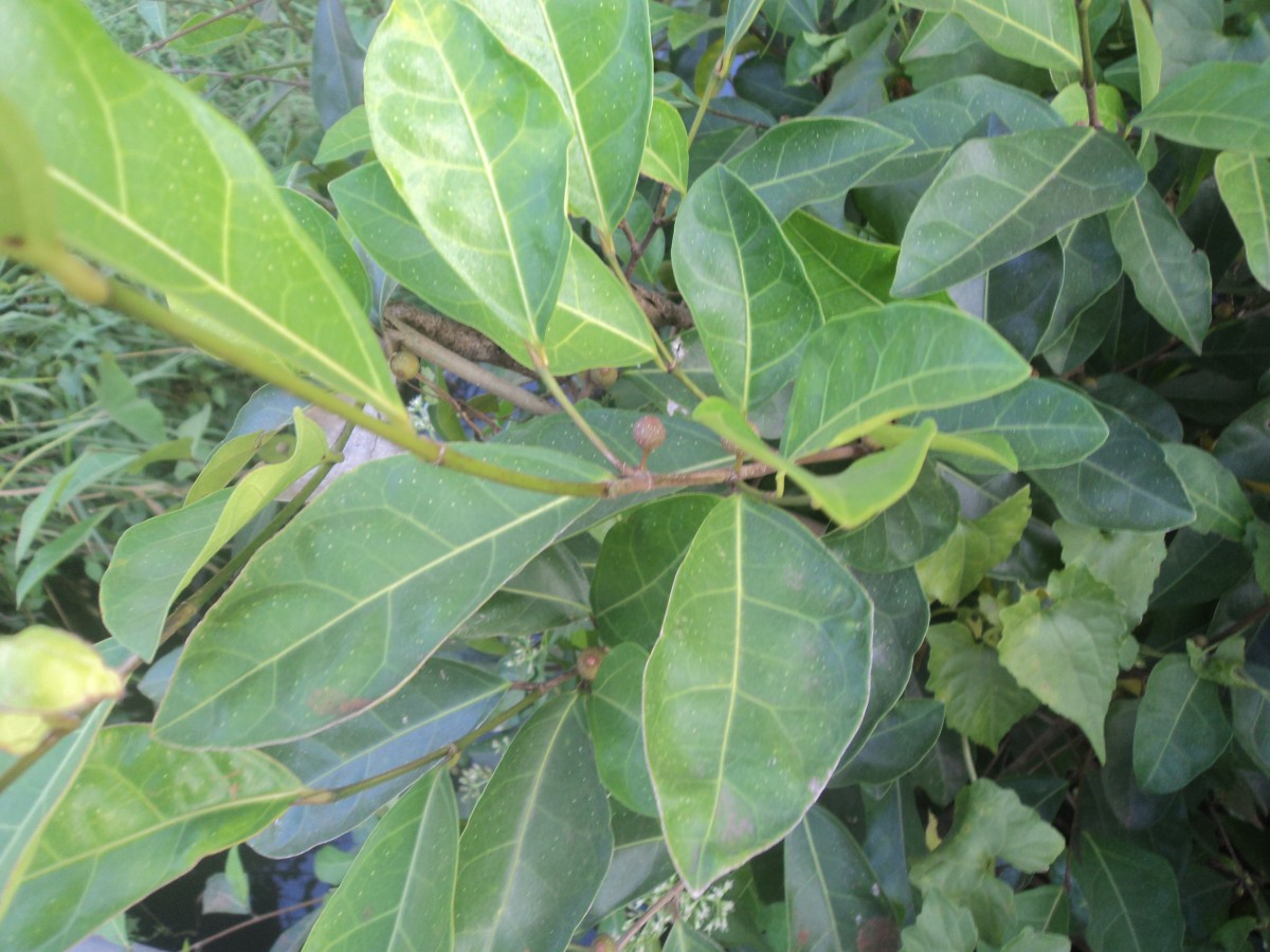 Ficus tinctoria subsp. gibbosa (Blume) Corner